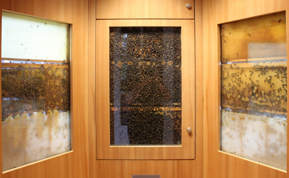 Bienenmuseum Illertissen - Bayerisches Bienenmuseum - Teaser
